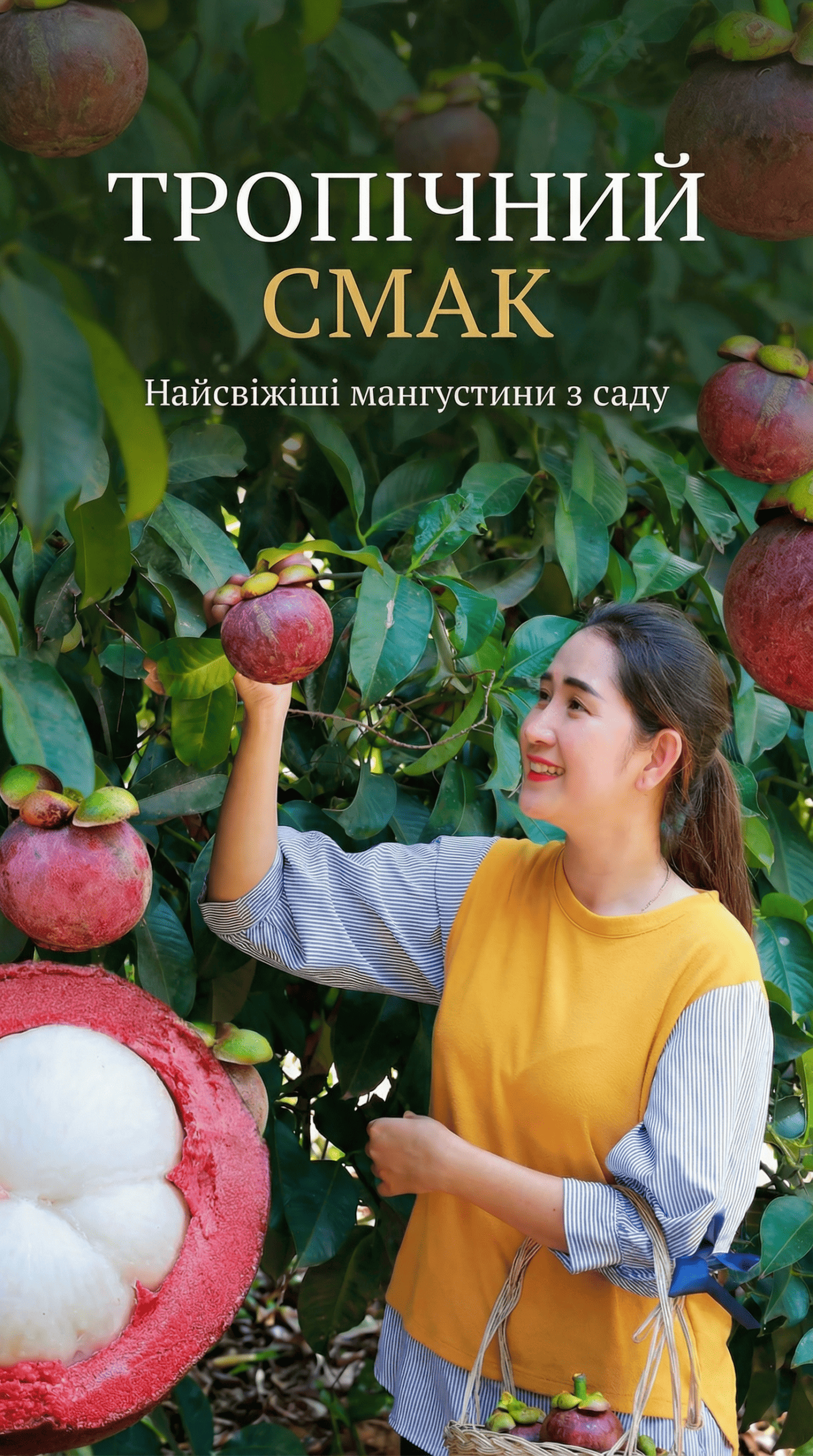 Насіння мангустину – Висока врожайність, солодка та соковита м’якоть!